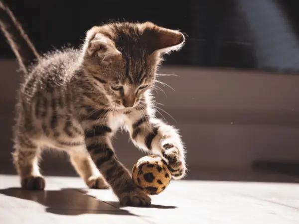 A kitten playing, representing the high energy requirements from the best kitten food that they need for development