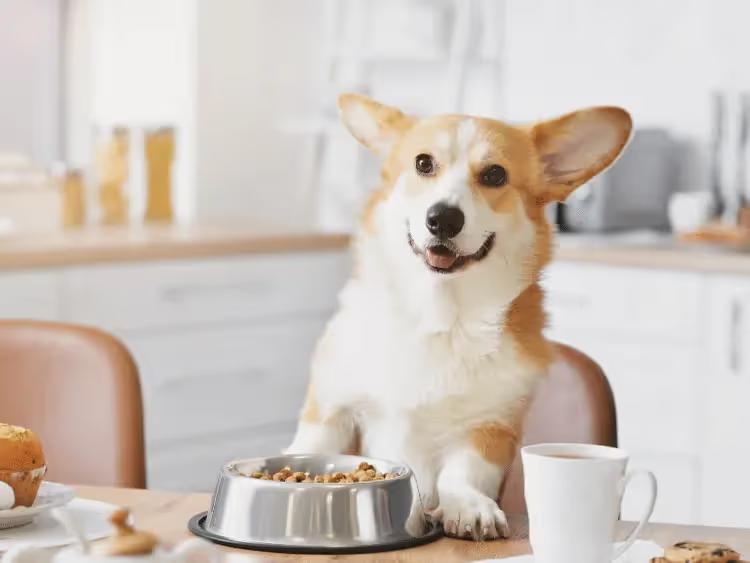 A dog at a table eating the healthiest human foods that dogs can eat