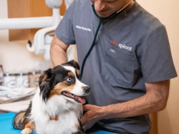 An emergency dog vet at Sploot Veterinary Care, a provider of emergency vet services