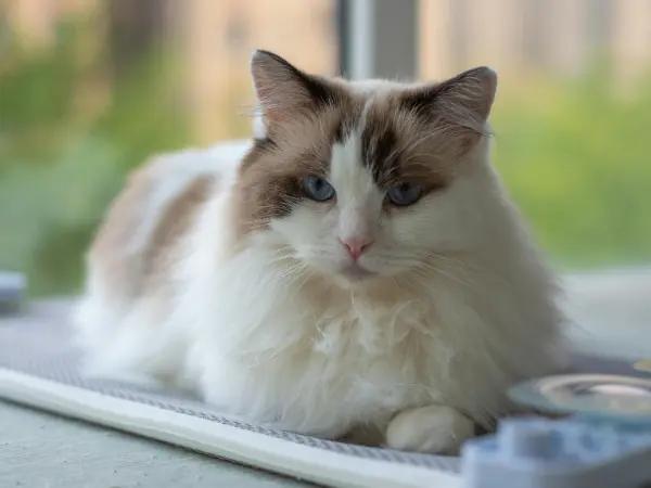 A photo of an older cat that needs treatment for arthritis in cats