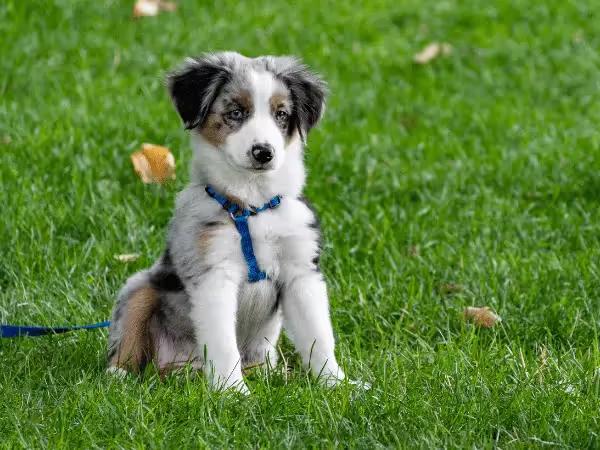A puppy in the yard, representing how to potty train a puppy