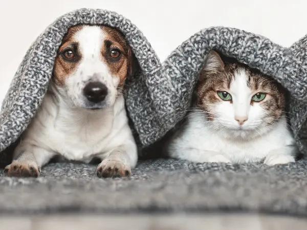 A dog beside a cat under a blanket representing cautiousness towards bird flu in cats and dogs