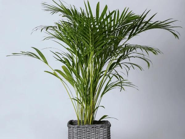 An areca palm, one of the safe plants for cats