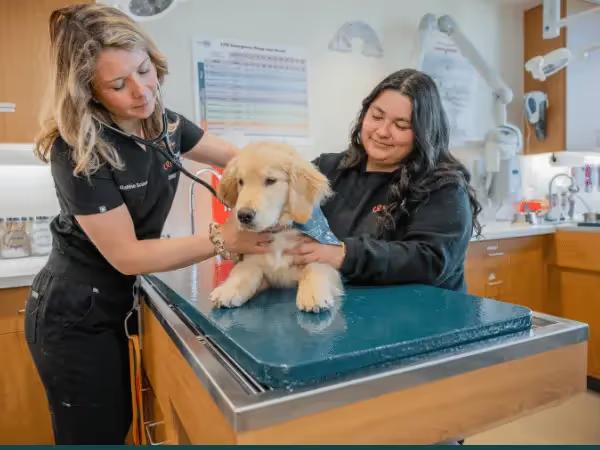 A dog brought to Sploot, a provider of primary, urgent, and emergency vet care with transparent emergency vet costs