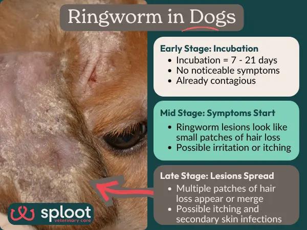 A simple infographic summarizing the stages of ringworm in dogs and the signs of dog ringworm for each stage