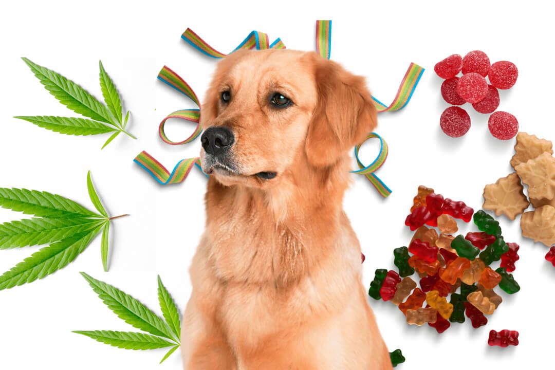 A dog surrounded by representations of human indulgences like weed and candy