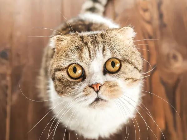 A cat looking worried from the floor, representing cat vomiting and the discomfort coming from gastrointestinal issues