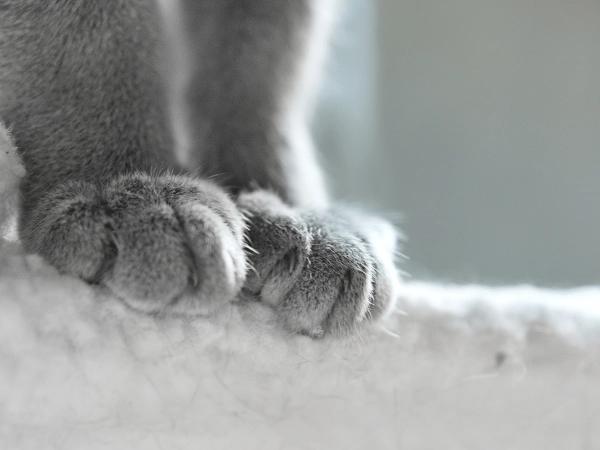Close-up of a cat’s paws with claws which, if infected, can transmit cat scratch fever to people