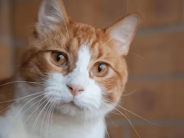 A photo of a cat sadly looking straight ahead to represent internal worms in cats or parasites in cats