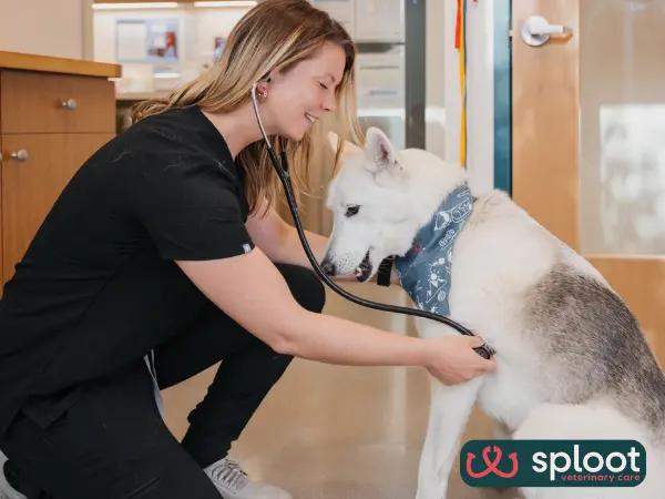 A dog getting a comprehensive, Fear Free check-up at Sploot Veterinary Care, one of the best dog veterinarians in Salt Lake City, Utah
