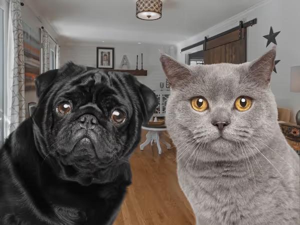A dog and cat side by side to represent UTI in dogs and UTI in cats