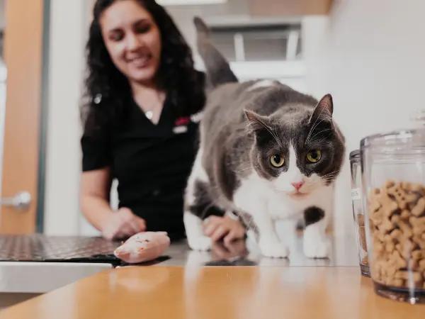 A newly adopted cat brought to Sploot Vets, a vet clinic in Colorado Springs, for a wellness exam