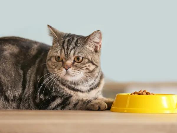 A lethargic cat that is also refusing food, some of the symptoms of dehydration in cats