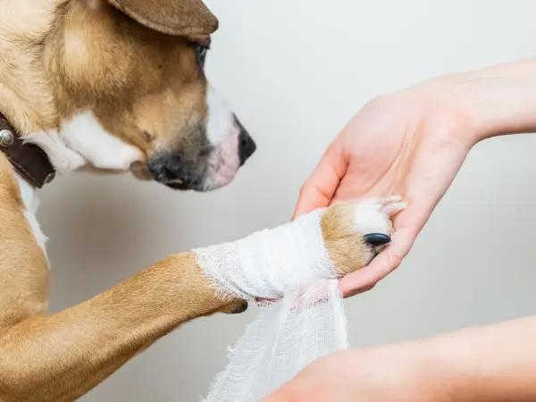 A photo of a pet parent lightly bandaging a dog paw before bringing the dog to a veterinarian for urgent care