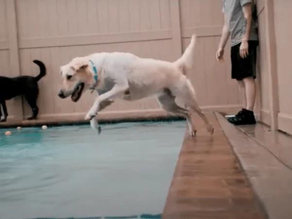 A dog jumping into the swimming pool at PetCarePlus, one of the best dog boarding Chicago establishments