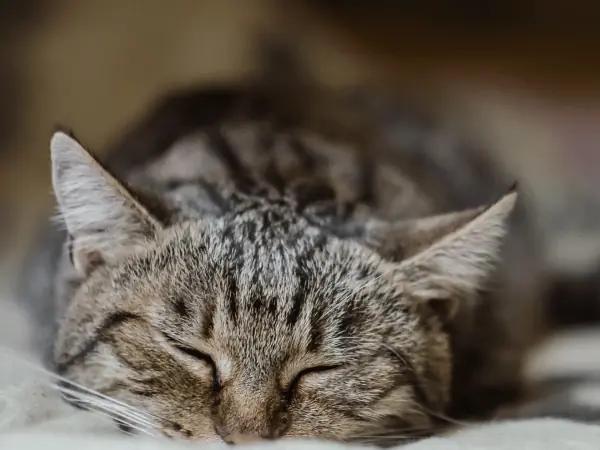 A cat showing signs cats are in pain by having ears that are far apart and exhibiting lethargy