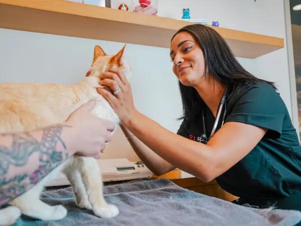 A cat brought to Sploot Vets, a vet clinic in Chicago, Denver, and Colorado Springs, for a consultation on supportive treatment for arthritis in cats, which can include cold laser therapy and acupuncture