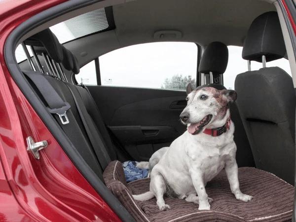 A dog being let out of a car to avoid leaving the dog unattended in the car