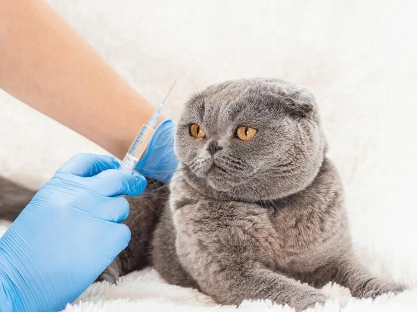  A cat getting cat non-core cat vaccines due to individual needs