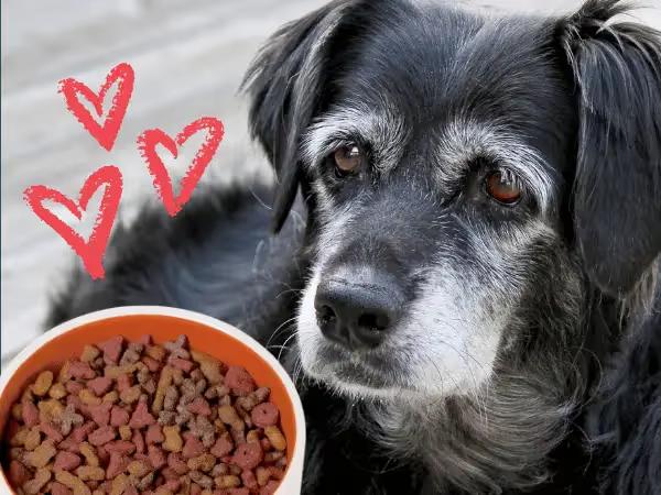 Close-up of a senior dog beside senior dog food with hearts, representing the best senior dog food
