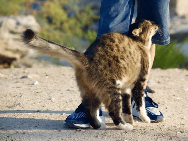 Cat body language: cat rubbing against their owner’s legs to show affection