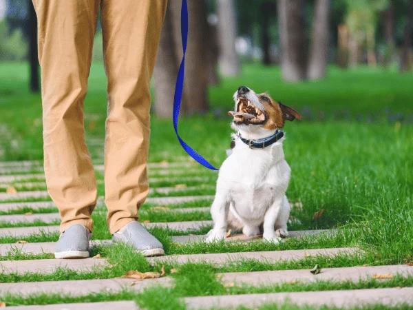 Letting the dog walk on a loose leash, one of the steps of leash training a dog 