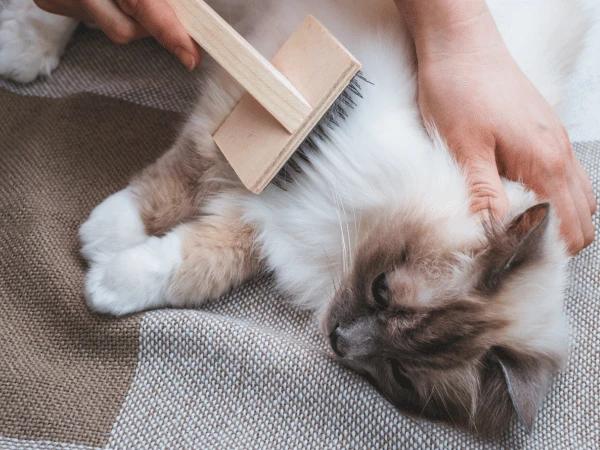 A cat being brushed during the summer to help reduce cat shedding during warmer temperatures