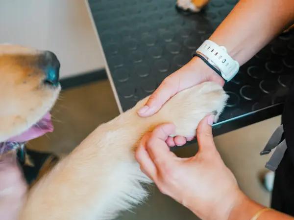 A close-up photo of a veterinarian examining a dog’s paw for broken nails or nail bleeding at Sploot Veterinary Care, a vet care provider in Denver, Chicago, and Colorado Springs