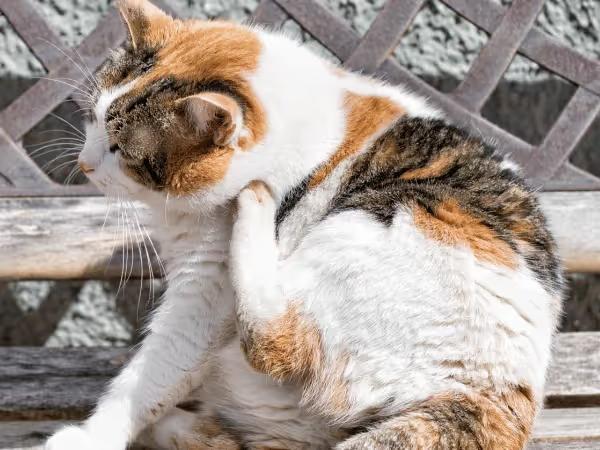A cat scratching their ears, one of the common symptoms of cat ear infections as well as dog ear infections