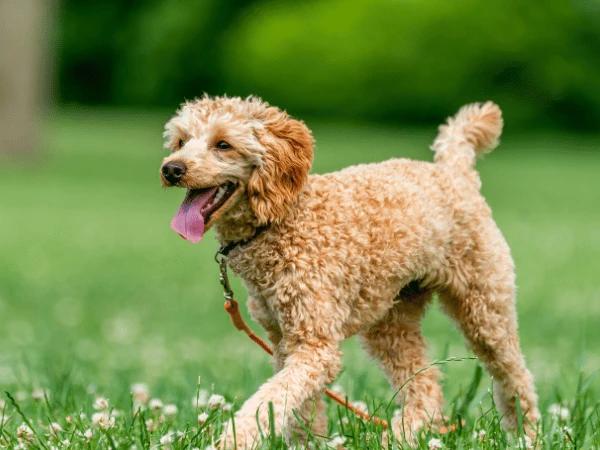 A dog running in a grassy area to represent an offleash dog park near Roscoe Village