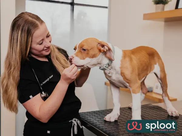 A puppy getting personalized care at Sploot Veterinary Care, one of the best dog vet clinics in Chicago, Illinois