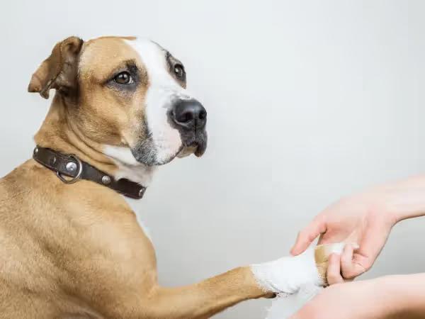 A close up of a dog with a bandaged paw representing a burnt dog paw due to a physical, chemical, or frictional burn