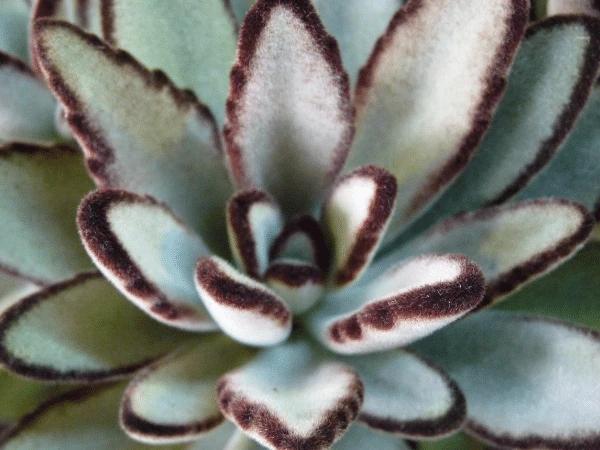 A photo of panda plant, one of the toxic plants for cats