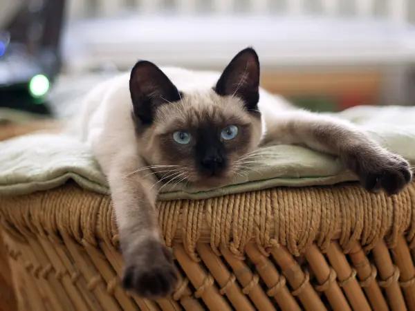 A cat resting, representing lethargy in cats