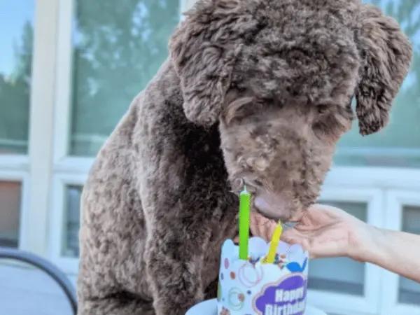 a dog cake from Wag N Wash, a pet store in Colorado Springs