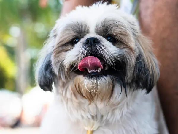 A close-up of a Shih Tzu, one of the breeds that are prone to dog eye infection symptoms