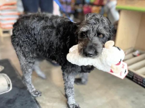 A dog getting a toy from Pet Pantry & Dog Wash, a pet store in Colorado Springs