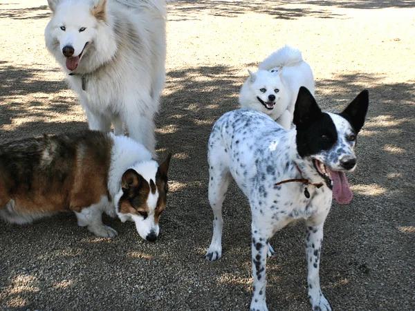 A photo representing a dog park near Roscoe Village with a gravel or asphalt terrain