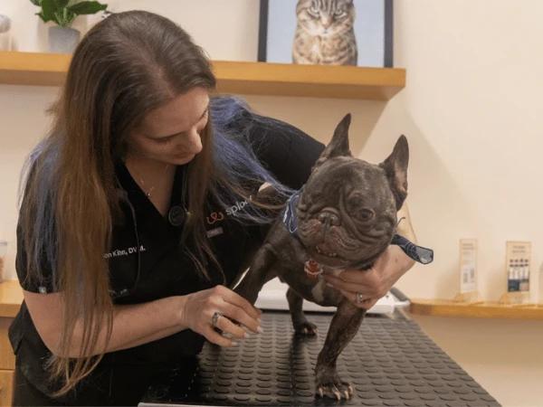 A dog undergoing a follow-up check-up at Sploot Veterinary Care, vet clinics in Chicago and Denver that accept pet emergencies and pet urgent cases