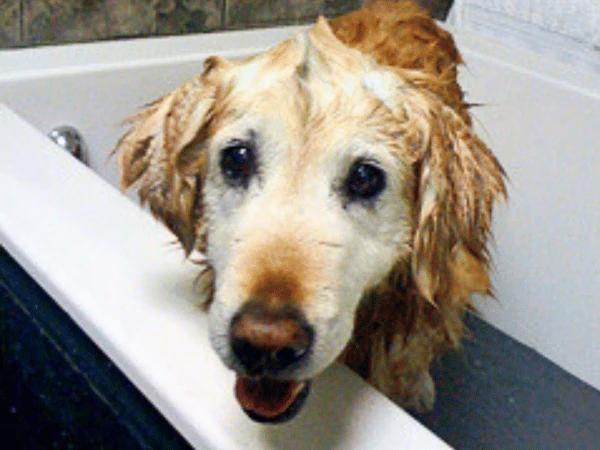 A dog having a bath in Chewy’s Bonetique, a pet supply store that also offers a dog wash station self service
