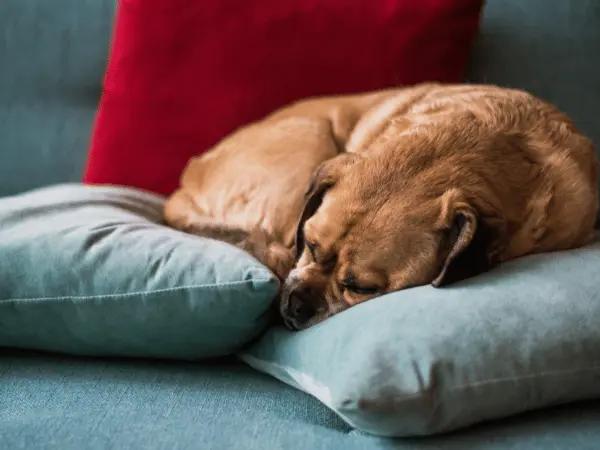 A dog sleeping in a curled up dog sleeping position