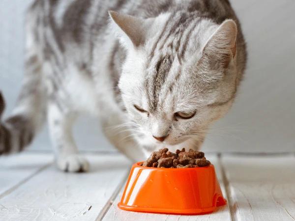 A cat that is hesitating to eat due to possible cat dental problems or dental disease in cats