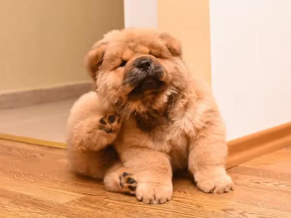 A dog scratching himself to represent ticks on dogs and cats or fleas on dogs and cats