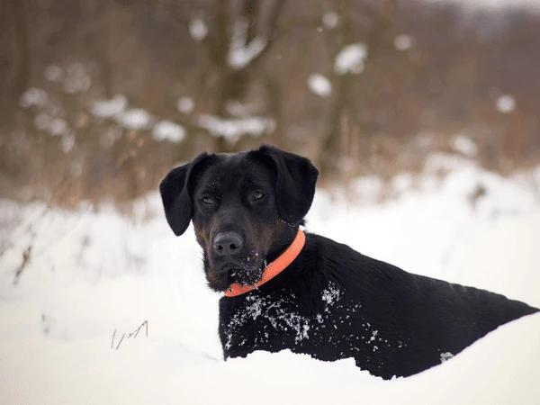 A black dog relaxing on the snow, ready for a hearty meal, a must-have when hiking with dogs 