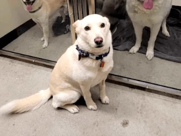 A dog waiting at Sploot Vets, Denver, wearing all the necessary tags after getting a Denver dog license