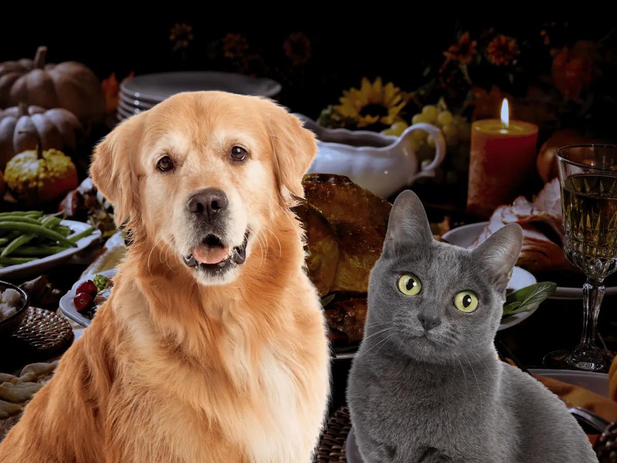 A dog and cat sitting in front of a thanksgiving dinner, representing a thanksgiving dinner for dogs or thanksgiving dinner for cats