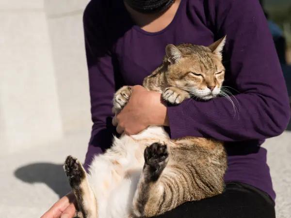 Close-up of a cat parent hugging a newly adopted cat, representing the experience of cat adoption in Colorado Springs from a cat shelter or cat rescue
