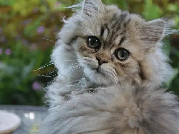 A close-up photo of a gray Persian cat, representing Persian cat care and Persian cat health issues