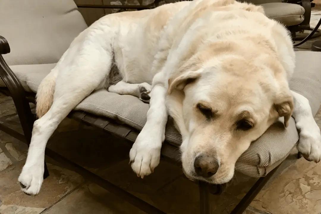 A dog lying on a chair.