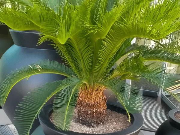 A potted sago palm, one of the toxic plants for dogs